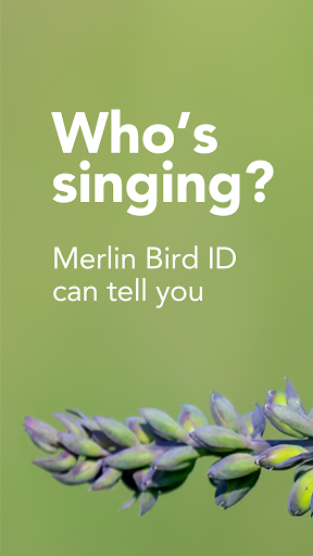 Merlin Bird ID by Cornell Lab