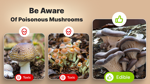 Mushroom Identification