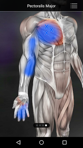 Muscle Trigger Point Anatomy
