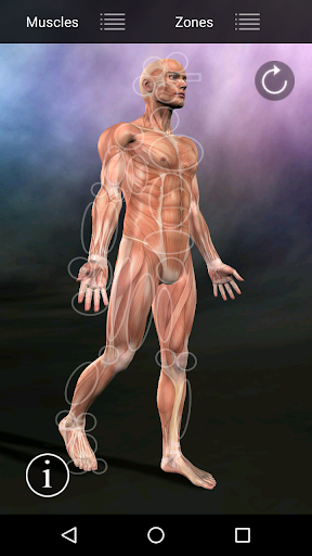 Muscle Trigger Point Anatomy