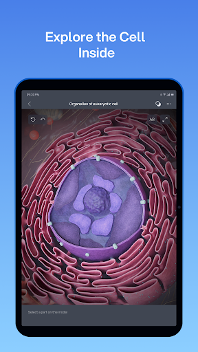 VOKA 3D Anatomy and Physiology