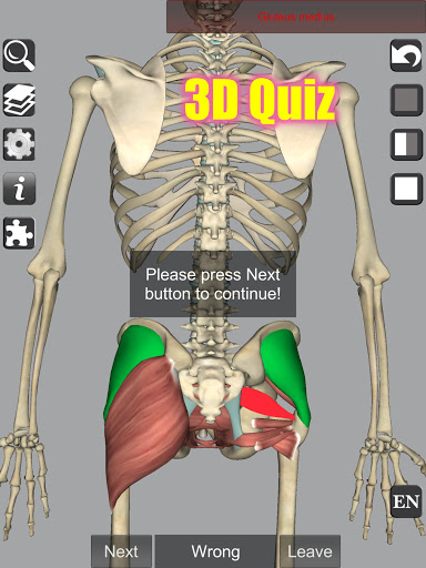 3D Anatomy