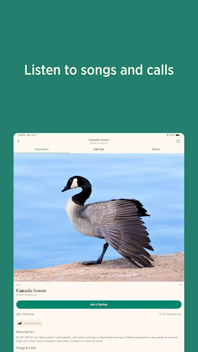 Audubon Bird Guide