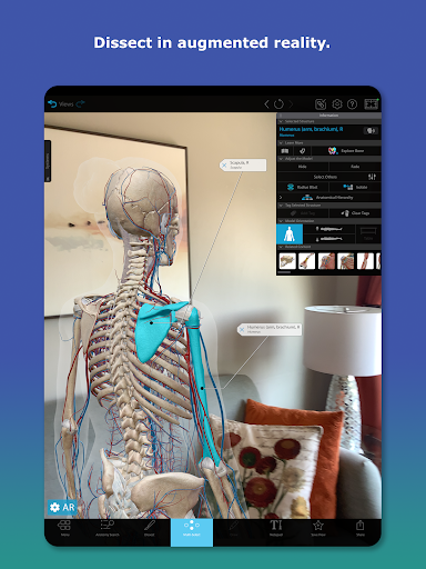 Human Anatomy Atlas 2026