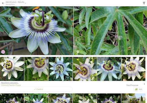 PlantNet Plant Identification