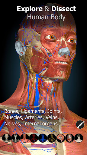 Anatomy Learning By Dr. Blanco