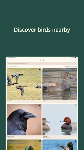 Audubon Bird Guide