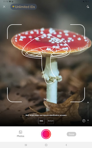 Picture Mushroom - Mushroom ID
