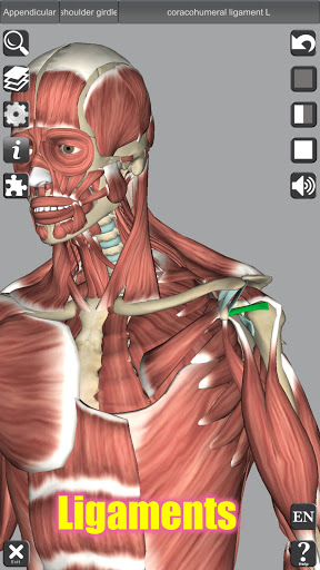 3D Anatomy