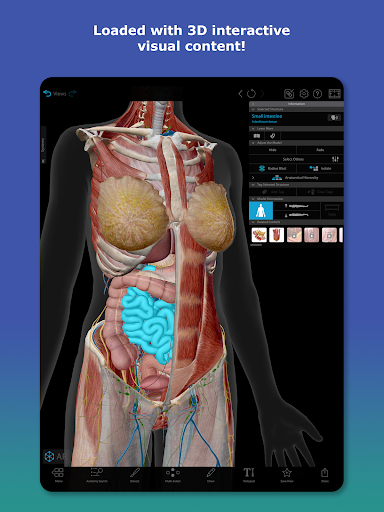 Human Anatomy Atlas 2026