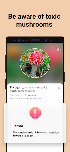 Picture Mushroom - Mushroom ID
