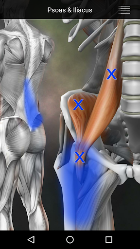 Muscle Trigger Point Anatomy