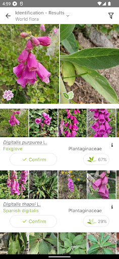 PlantNet Plant Identification