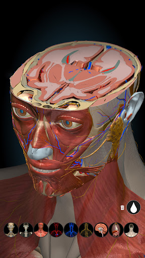 Anatomy Learning By Dr. Blanco