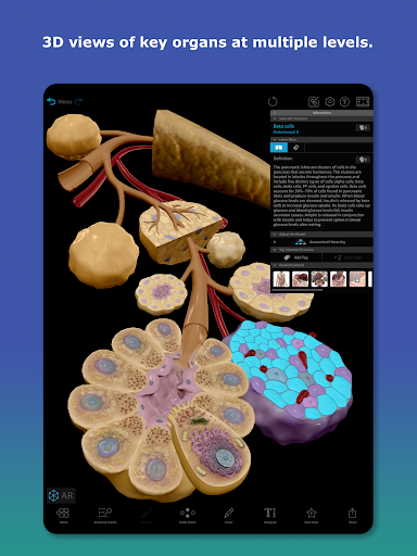 Human Anatomy Atlas 2026