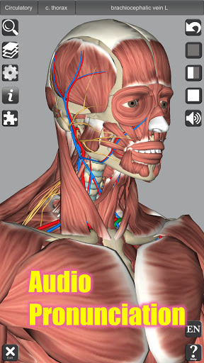 3D Anatomy