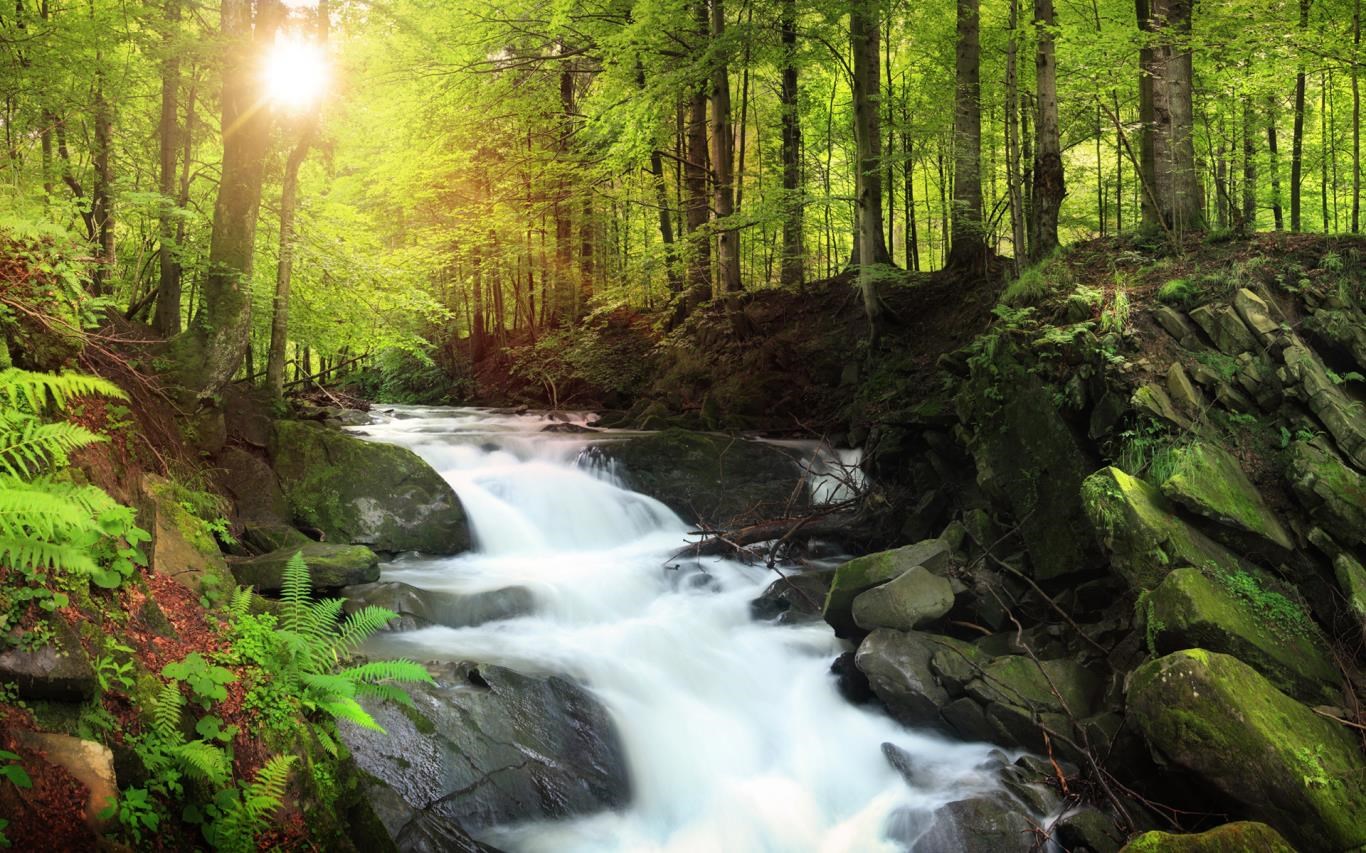 Forest for the Trees