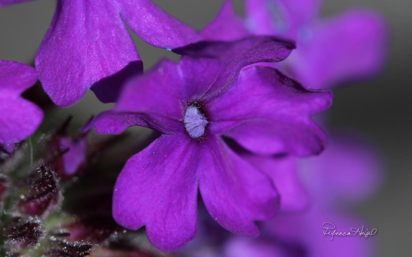 Spring Blooms 2 by Rebecca Heigel