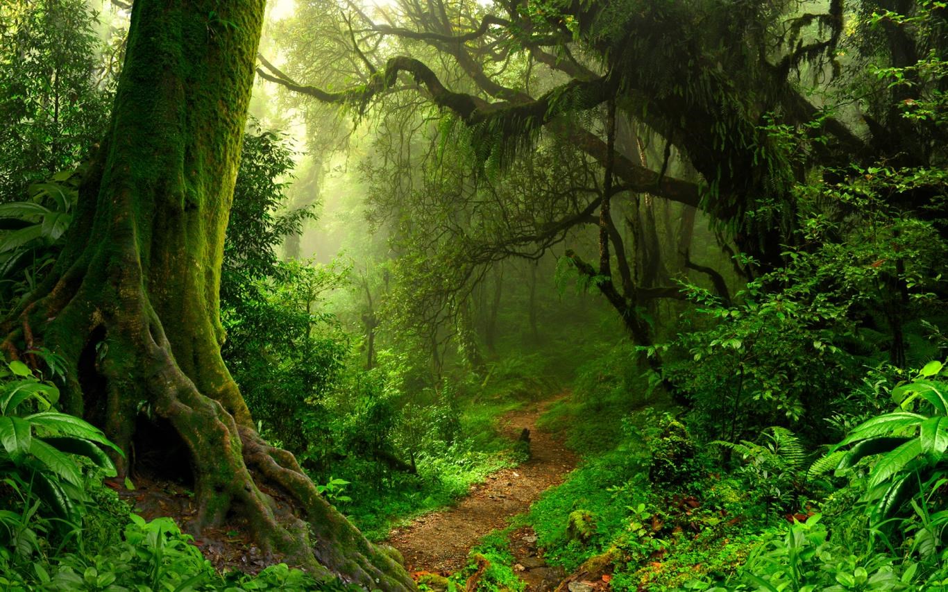 Forest for the Trees