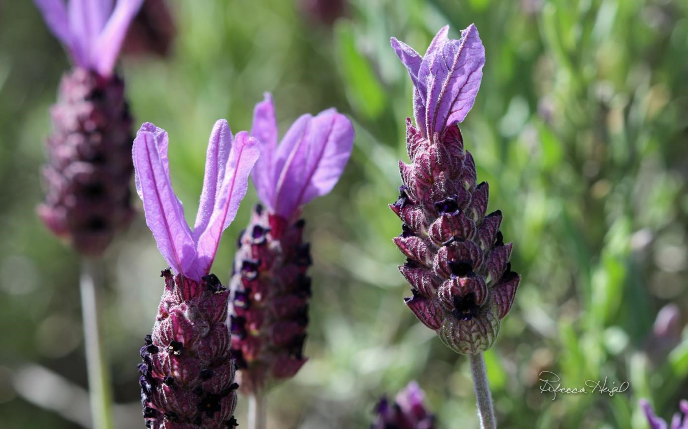 Spring Blooms 2 by Rebecca Heigel