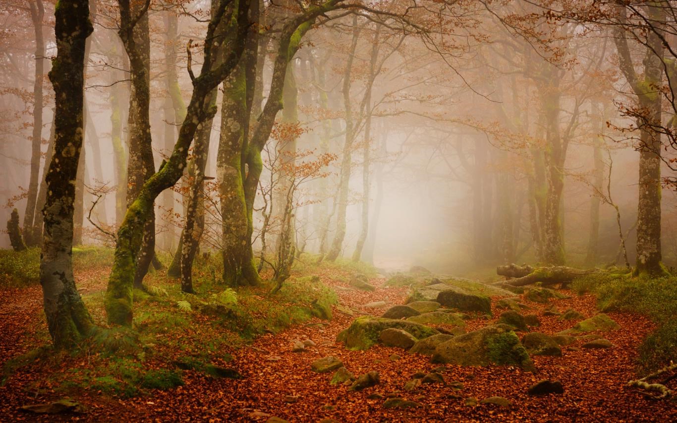 Forest for the Trees