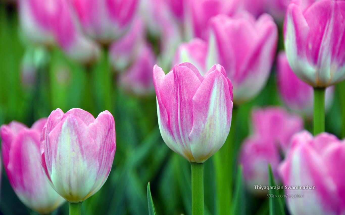 Tulip Festival by Thiyagarajan Swaminathan