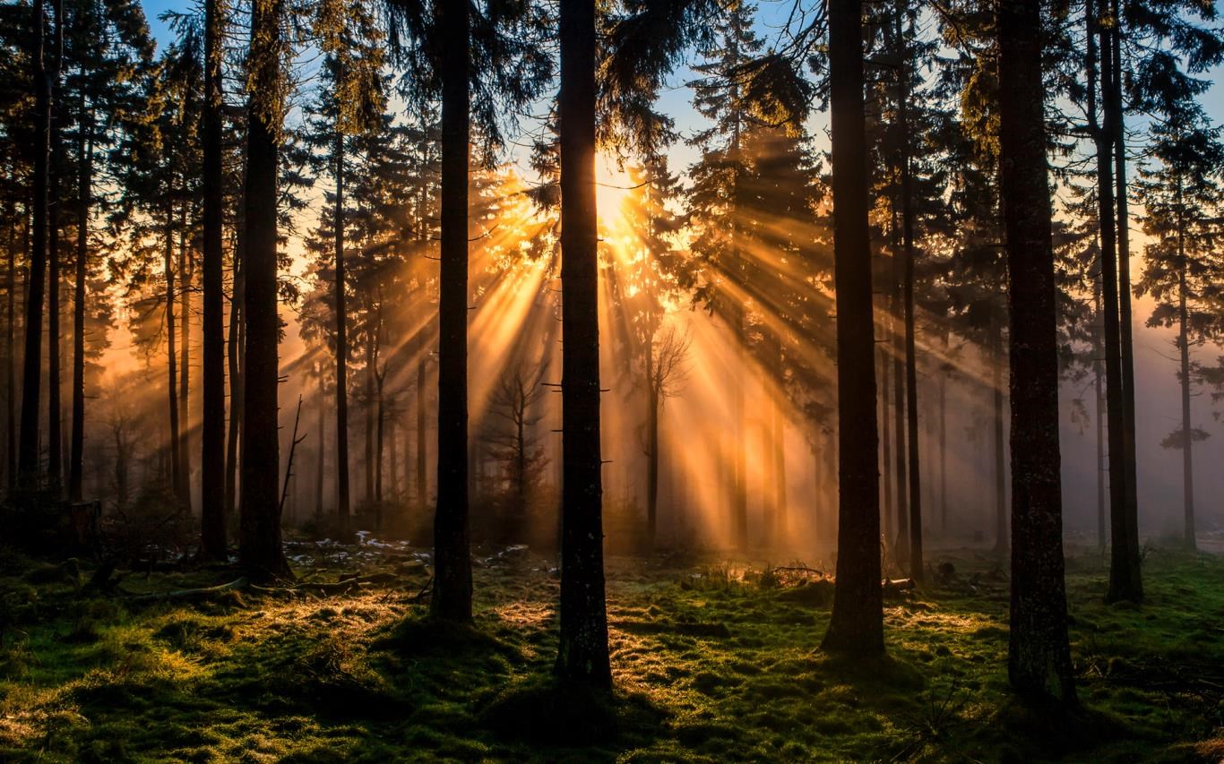 Forest for the Trees