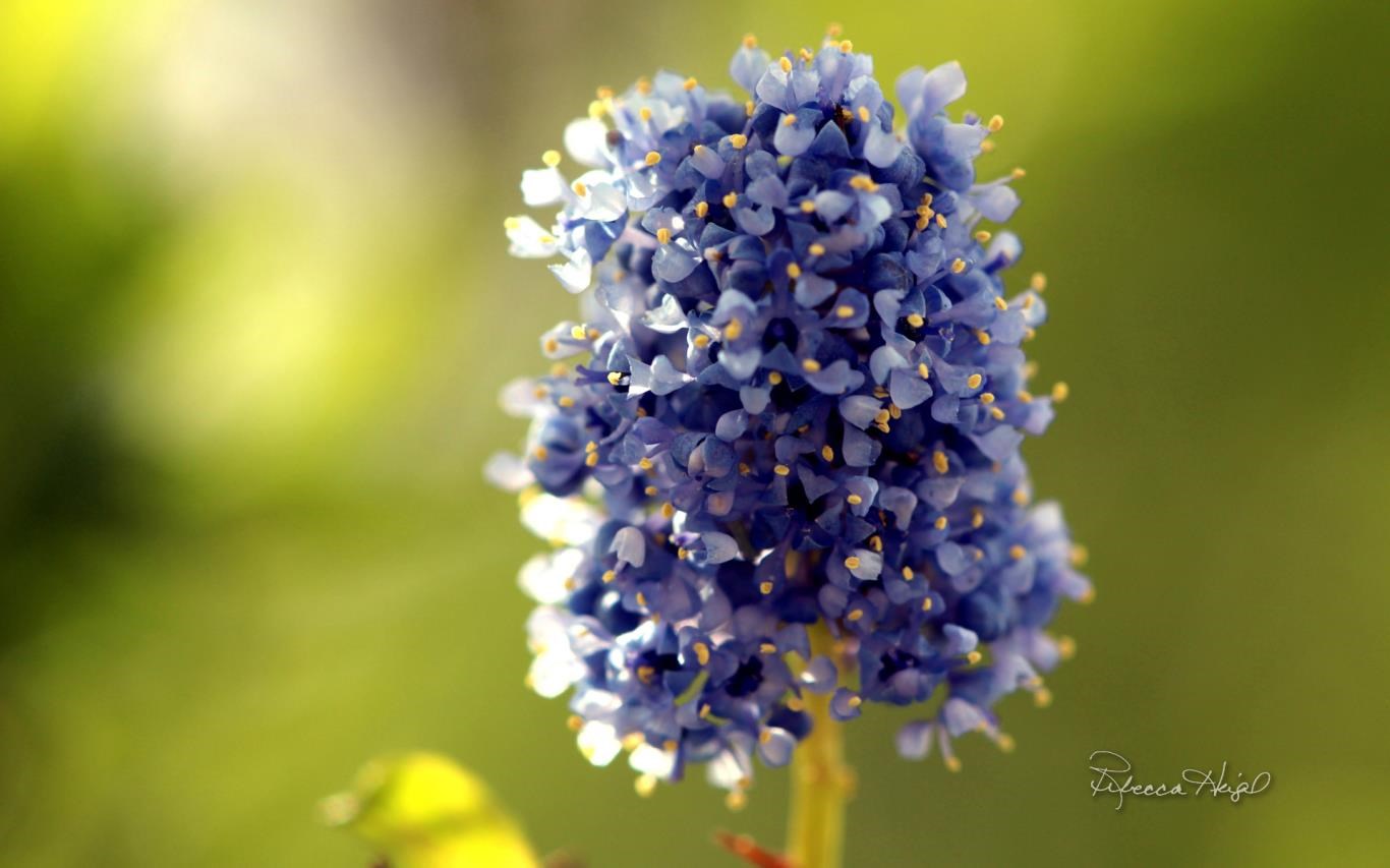 Spring Blooms 2 by Rebecca Heigel