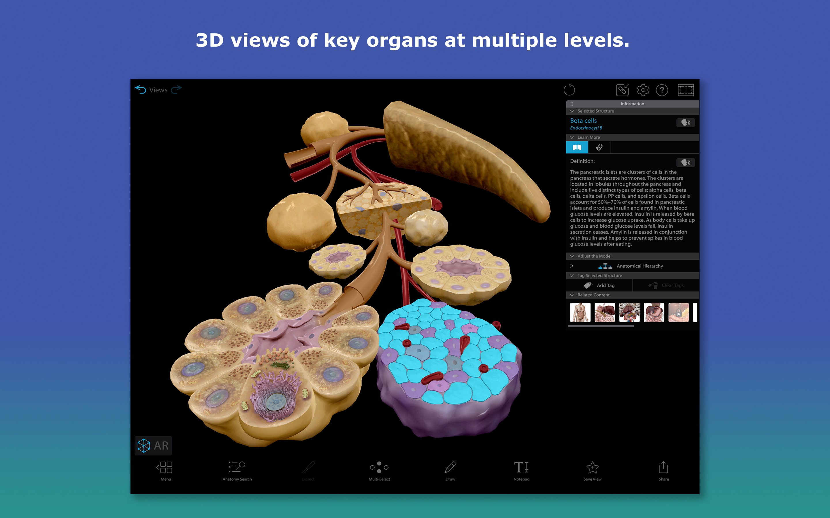 Human Anatomy Atlas 2026: Complete 3D Human Body