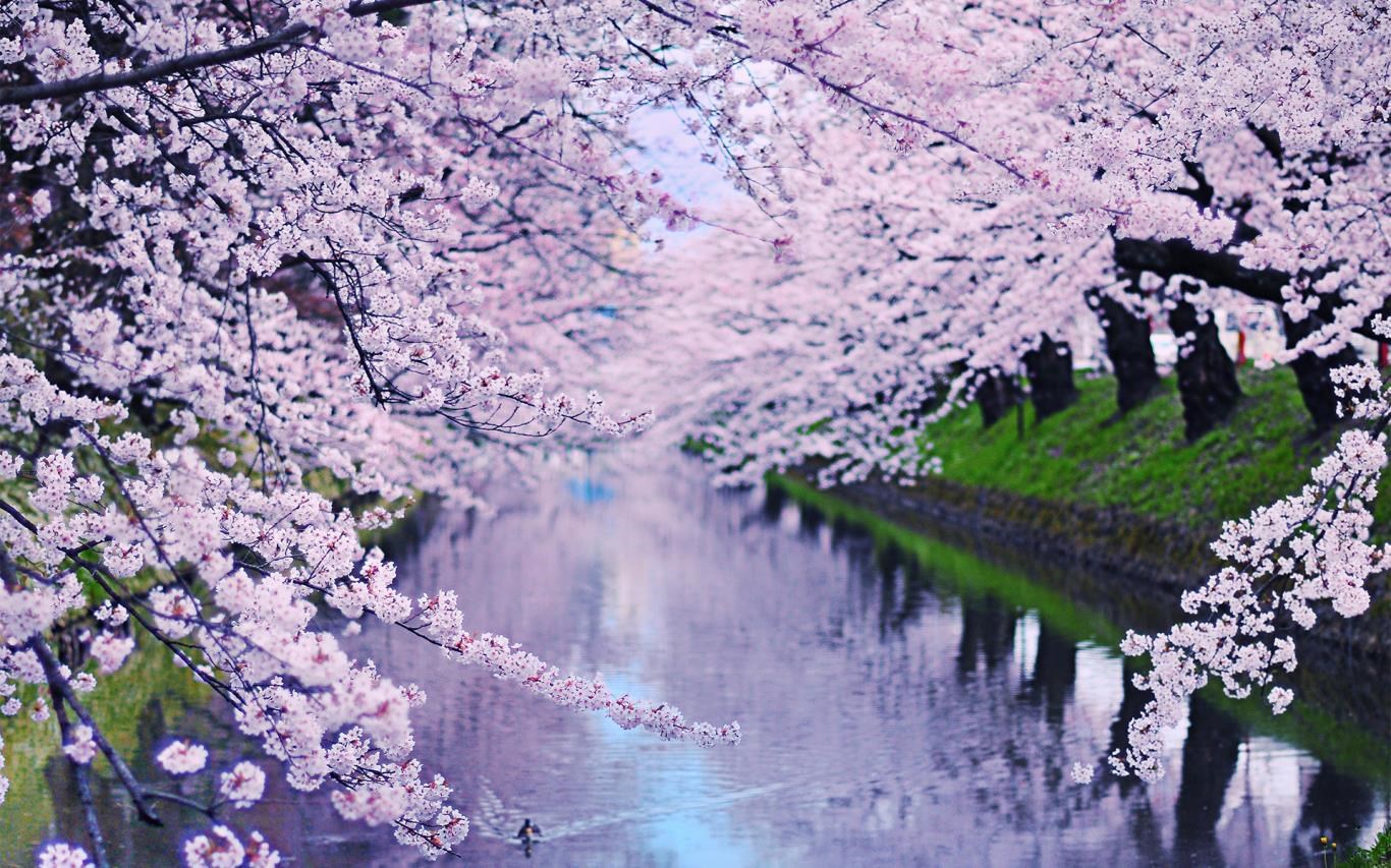 Cherry Blossoms