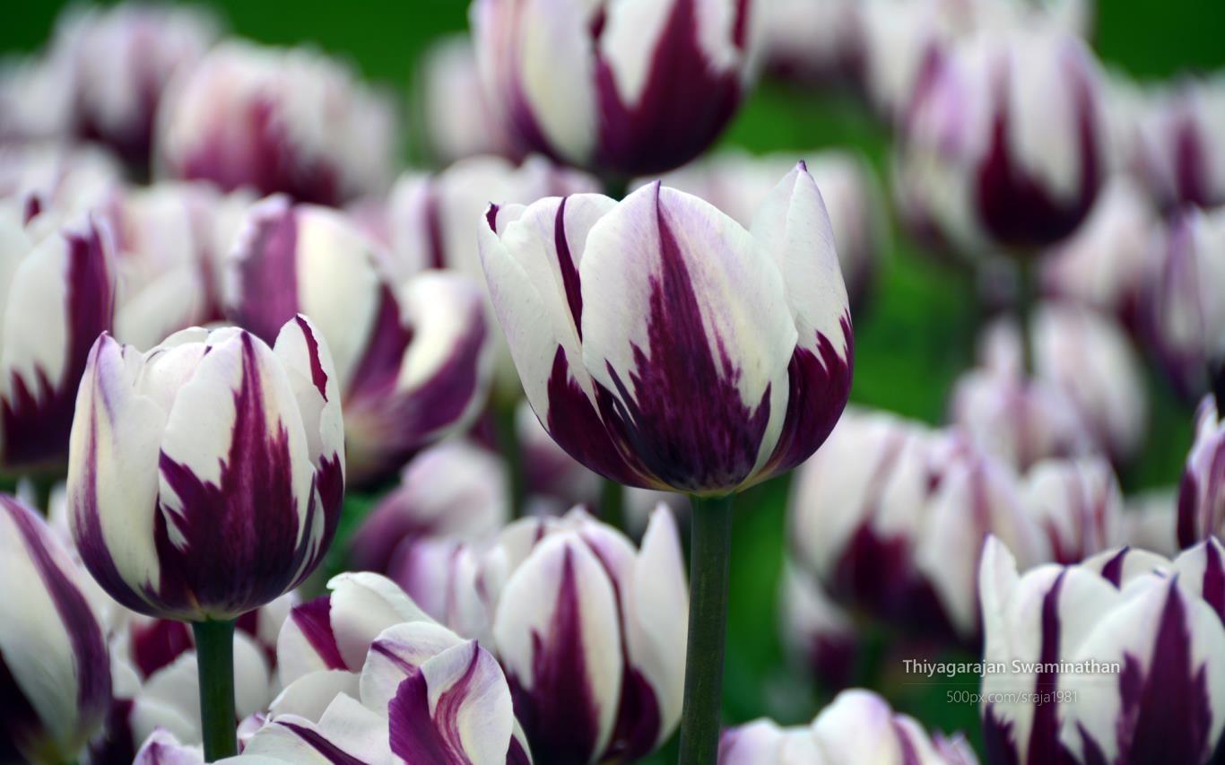 Tulip Festival by Thiyagarajan Swaminathan