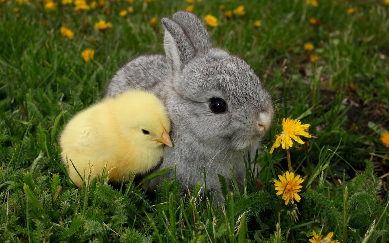 Chicks and Bunnies