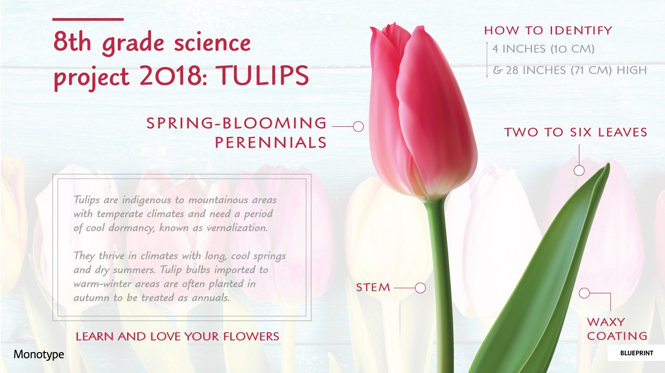 Monotype Handwriting Font Pack