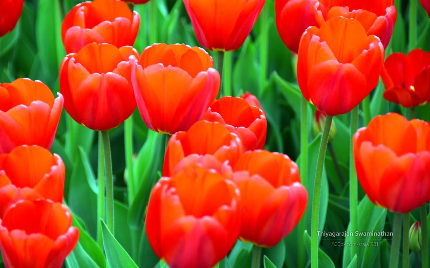 Tulip Festival by Thiyagarajan Swaminathan