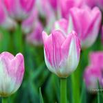 Tulip Festival by Thiyagarajan Swaminathan